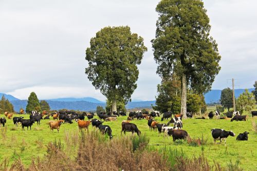 Karvė, Ūkis, Valstybinis Greitkelis 6, Gamta, Ruduo, Gražus, Peizažas, Hokitika, Naujoji Zelandija