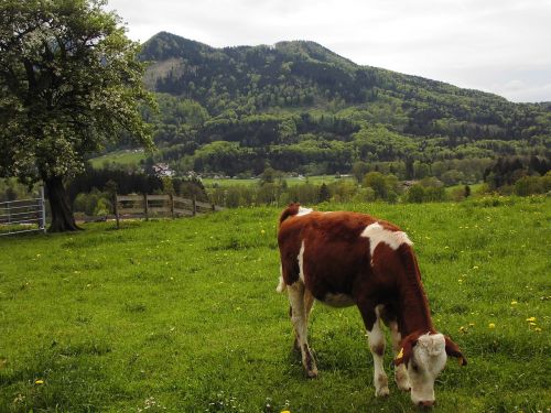 Karvė, Ganykla, Chiemsee, Bavarija, Kalnai, Alm, Galvijai, Karvės, Jautiena, Gamta, Ganyti, Gyvūnas, Dangus, Jungtis, Idilija, Kraštovaizdis, Žalias, Žolė, Atsipalaidavimas, Alpės, Poilsis, Debesys, Rokas, Mieguistumas, Tingumas, Aalen, Kramtyti Cud