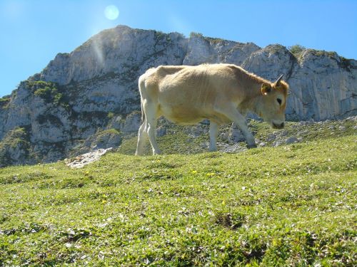 Karvė, Asturias, Covadonga Ežerai, Picos De Europa, Gamta, Kalnas, Gyvuliai
