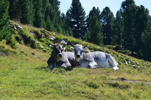 Karvė, Alm, Tyrol, Austria, Meilė