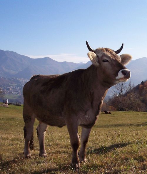 Karvė, Kalnas, Prato, Kraštovaizdis, Statula