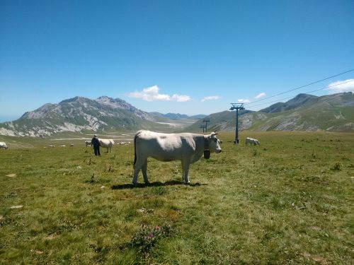 Karvė, Gyvuliai, Kraštovaizdis, Ganykla, Gamta, Kalnas, Italy, Pasivaikščiojimas