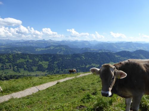 Karvė, Kalnai, Allgäu, Kalninė Karvė, Alpių, Takas, Žygiai, Vaizdas, Kraštovaizdis