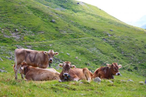 Karvė, Swiss, Šveicarija, Alpių, Gamta, Gyvūnas, Alpės