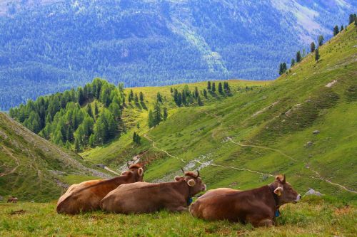 Karvė, Swiss, Alpės, Šveicarija, Gamta