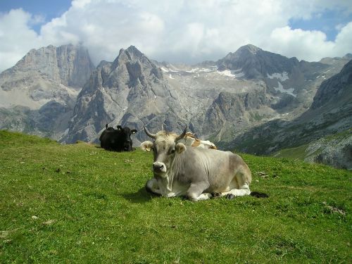 Karvė, Ganykla, Ragai, Karvės, Ruda, Gyvūnai, Žinduoliai, Pieno Karvė, Marmolados Pietų Siena, Vaizdas, Panorama, Dolomitai, Kalnai, Alpių, South Tyrol, Italy