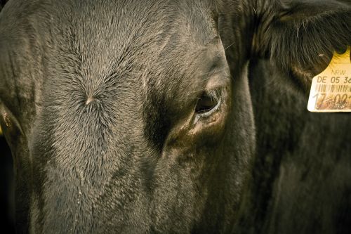 Karvė, Gyvūnas, Žemdirbystė, Ruda, Ūkis, Gamta, Pieva, Portretas, Galvijai, Ganykla, Gyvuliai, Gyvūnų Portretas, Laukinės Gamtos Fotografija, Atrajotojas, Pienas, Rudasis Sviesas, Ausies Tvora, Mėsa, Padaras, Uždaryti, Jaunas Gyvūnas, Keturiasdešimt, Akis, Žiūrėti, Vaizdas, Atrodo, Dėmesio, Smalsumas, Matyti