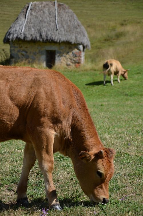 Karvė, Veršelis, Teito, Asturias, Somiedo