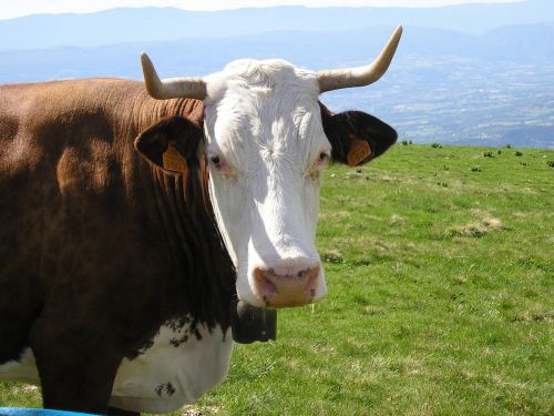 Karvė, Haute-Savoie, Semnozas, Varpas, Pieva, Pavasaris