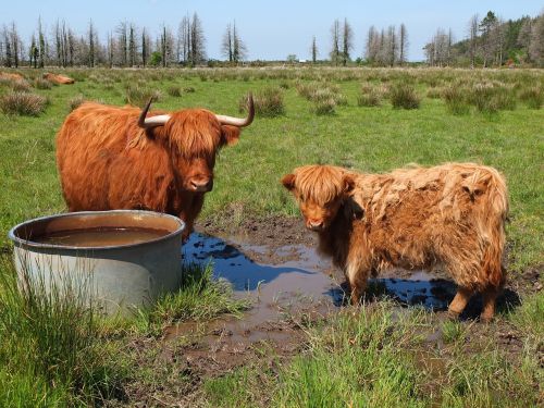 Karvė, Moteris, Veršiena, Veisti Ilgus Plaukus, Škotijos Rasės, Fauna