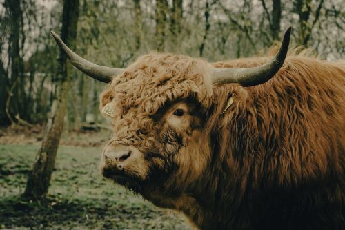 Karvė, Scot, Highlander, Škotija, Gyvūnas, Gamta, Bulius