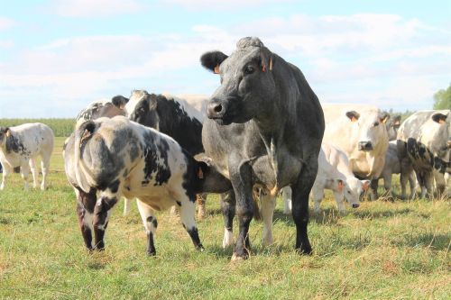 Karvė, Veršelis, Mėsiniai Galvijai, Belgian Blue, Ganykla, Gerti, Pienas, Ūkis