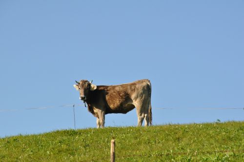 Karvė, Pieva, Atrajotojas, Žinduolis, Gyvūnas, Pieno Karvė, Allgäu, Alpių Pieva