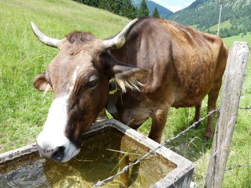 Karvė, Karvės Veršelis, Allgäu, Blogas Hindelang