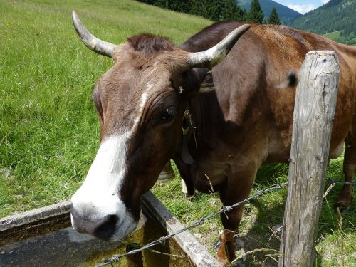 Karvė, Karvės Veršelis, Allgäu, Imberg