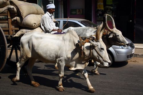 Karvė, Indijos Transportas, Tradicinis Ir Modernus, Transporto Priemonė, Eismas, Senovės, Senoji Mokykla, Indijos Gatvė, Vintage