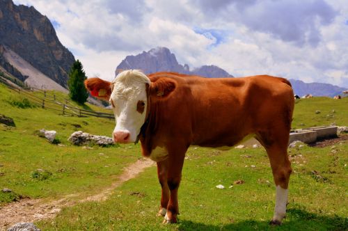 Karvė, Dolomitai, Prato, Žolė, Bovino, Gyvuliai, Gamta, Gyvūnas