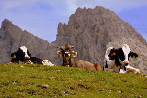 Karvė, Ganykla, Poilsis, Dolomitai, Kalnas, Prato, Gyvūnai, Bovino, Gyvūnas, Bandas, Gyvuliai, Gamta, Karvės