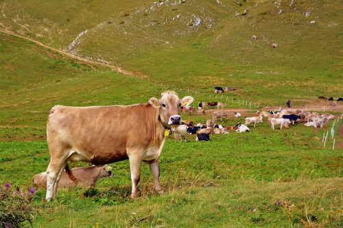 Karvė, Prato, Kalnas, Ganykla, Gyvūnai, Karvės, Gyvuliai, Gyvūnas