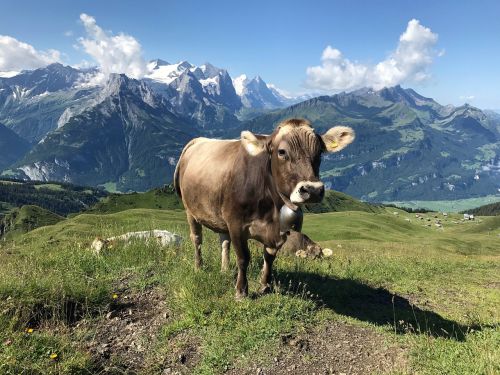 Karvė, Kalnai, Ganykla, Šveicarija, Hasliberg