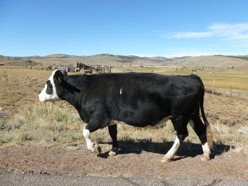 Karvė, Laukas, Ganyti, Ganykla, Žemės Ūkio Paskirties Žemė, Kaimas, Utah