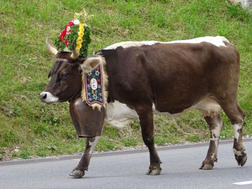 Karvė, Šveicarija, Alp Produkcija, Varpas, Papuoštas, Karvės