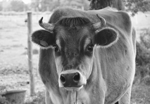 Karvė, Nuotrauka Juoda Balta, Gamta, Prairie, Pre, Fotografija, Juoda Balta, Naminis Gyvūnas