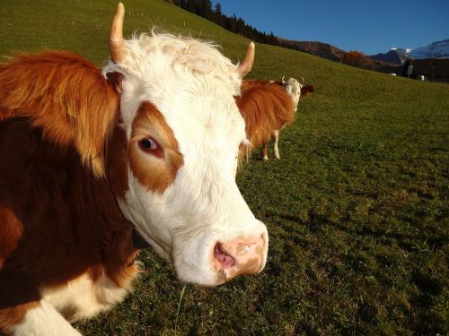 Karvė, Simmentinė Karvė, Vairavimas, Berni Oberland, Ragas, Alpių, Simmental, Ragai, Karvių Ganyklos