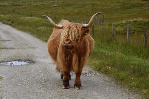 Karvė, Škotija, Gyvūnas, Kalnų Karvės