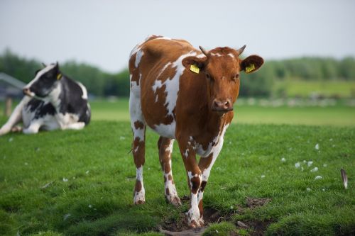 Karvė,  Pienas,  Žolė,  Žemdirbystė,  Ganykla,  Pavasaris,  Olandų Karvė,  Be Honoraro Mokesčio