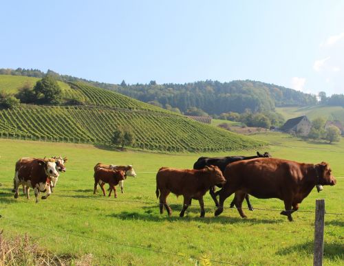 Karvė,  Žemdirbystė,  Gyvūnai,  Pieva,  Be Honoraro Mokesčio