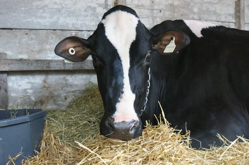 Karvė,  Gyvulininkystė,  Pienas