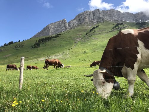 Karvė,  Šveicarijos,  Kalnai,  Gyvulininkystė,  Ganyklos,  Žolė