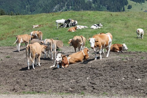 Karvė,  Gyvūnas,  Galvijų,  Jautiena,  Pieninių Galvijų,  Karvės