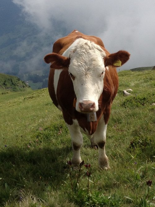 Karvė,  Gyvūnas,  Gyvulininkystė,  Šveicarija