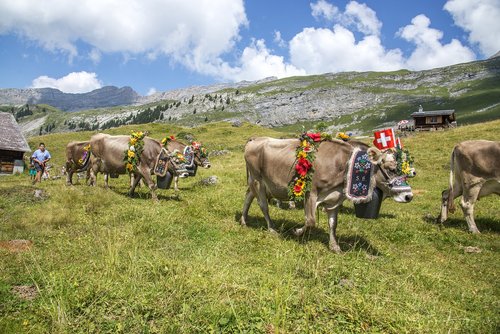 Karvė,  Šveicarija,  Tradicija,  Alp,  Kaimo,  Karvės,  Gyvuliai