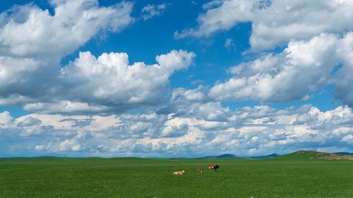 Karvė,  Avių,  Prerijų,  Dangus,  Baltas Debesis,  Didžioji,  Žemė,  Peizažas,  Vidinė Mongolija,  Laisvas
