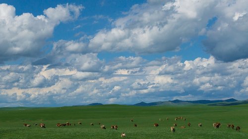 Karvė,  Avių,  Prerijų,  Dangus,  Baltas Debesis,  Didžioji,  Žemė,  Peizažas,  Vidinė Mongolija,  Laisvas