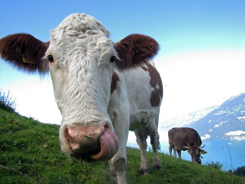Karvė, Ūkio Gyvūnai, Jautiena, Šveicarija, Ežeras, Thunersee