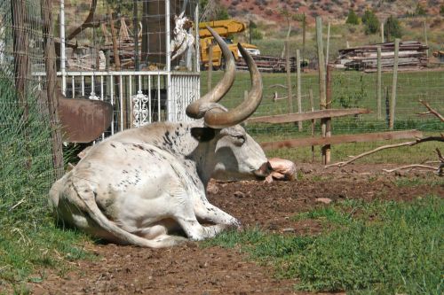 Karvė, Longhorn, Galvijai, Balta, Gyvuliai, Ūkis, Ranča, Laukas, Žolė, Ganymas, Ragas, Jautiena, Kaimas, Raguotas, Kaimas, Žemdirbystė, Lauke, Ganyti, Texas, Žinduolis, Gyvūnas, Sėdi