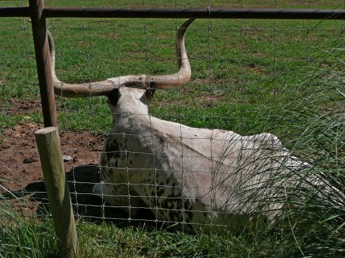 Karvė, Longhorn, Galvijai, Balta, Gyvuliai, Ūkis, Ranča, Laukas, Žolė, Ganymas, Ragas, Jautiena, Kaimas, Raguotas, Kaimas, Žemdirbystė, Lauke, Ganyti, Texas, Žinduolis, Gyvūnas, Sėdi