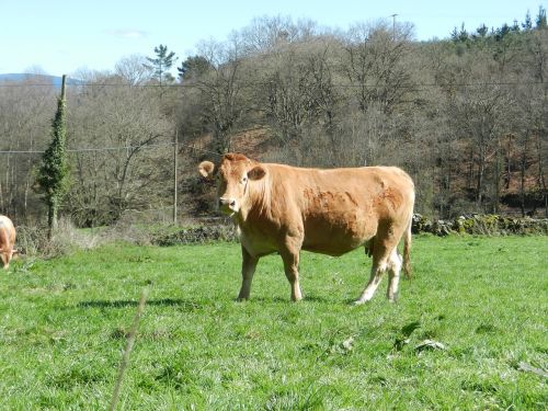 Karvė, Blondinė Gallega, Prado