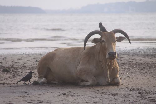 Karvė,  Paplūdimio Lankytojas,  Paukščiai,  Indija,  Goa