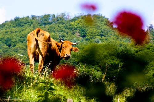 Karvė,  Allgäu,  Eco,  Bio,  Žemdirbystė,  Pieniniai Galvijai,  Gamta