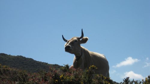 Karvė, Gamta, Gyvūnai, Ragai, Picos De Europa, Bulius, Ūkis, Kaimas
