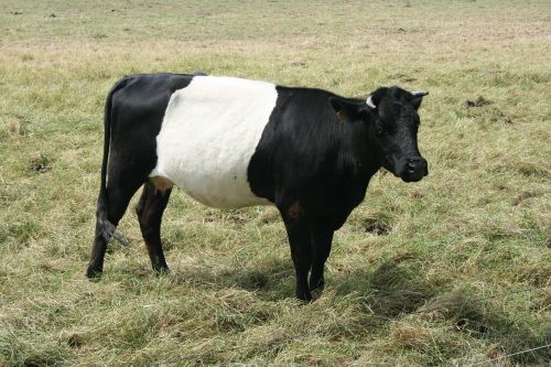 Karvė, Lakenvelder, Gyvulininkystė