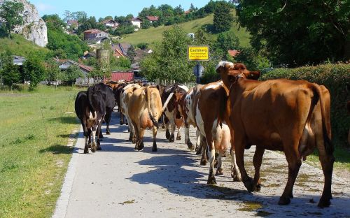 Karvės Bandas, Eselsburg, Eselsburgo Slėnis, Galvijų Vairuoti