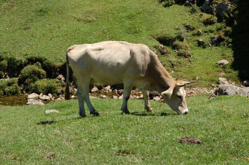 Karvė Pievoje, Covadonga, Vasara