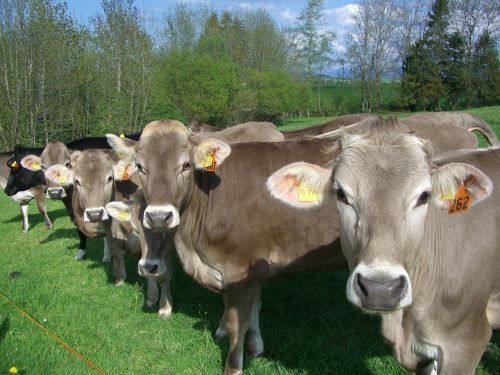 Karvės Paradas, Karvės, Allgäu Rudas, Karvė, Ganykla, Allgäu, Pieva