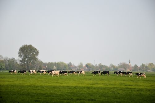 Karvė,  Bulius,  Gyvūnas,  Ūkis,  Galvijai,  Karvės